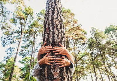 Árvores ajudam a proteger o clima, a biodiversidade e a vida urbana