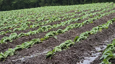 Temporal danifica lavouras de tabaco e altera rotina no Rio Grande do Sul