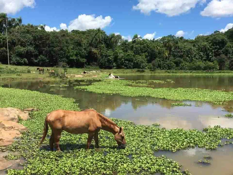 Cavalo de Lata oferece reabilitação com animais resgatados em Santa Cruz do Sul