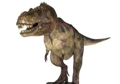 Análise de dentes indica que o T. rex mantinha corpo aquecido