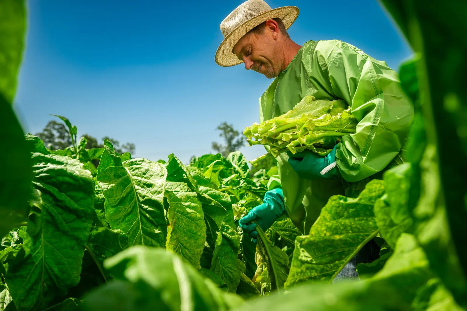Mão de obra responde por 42% do custo do tabaco, diz Foniagro