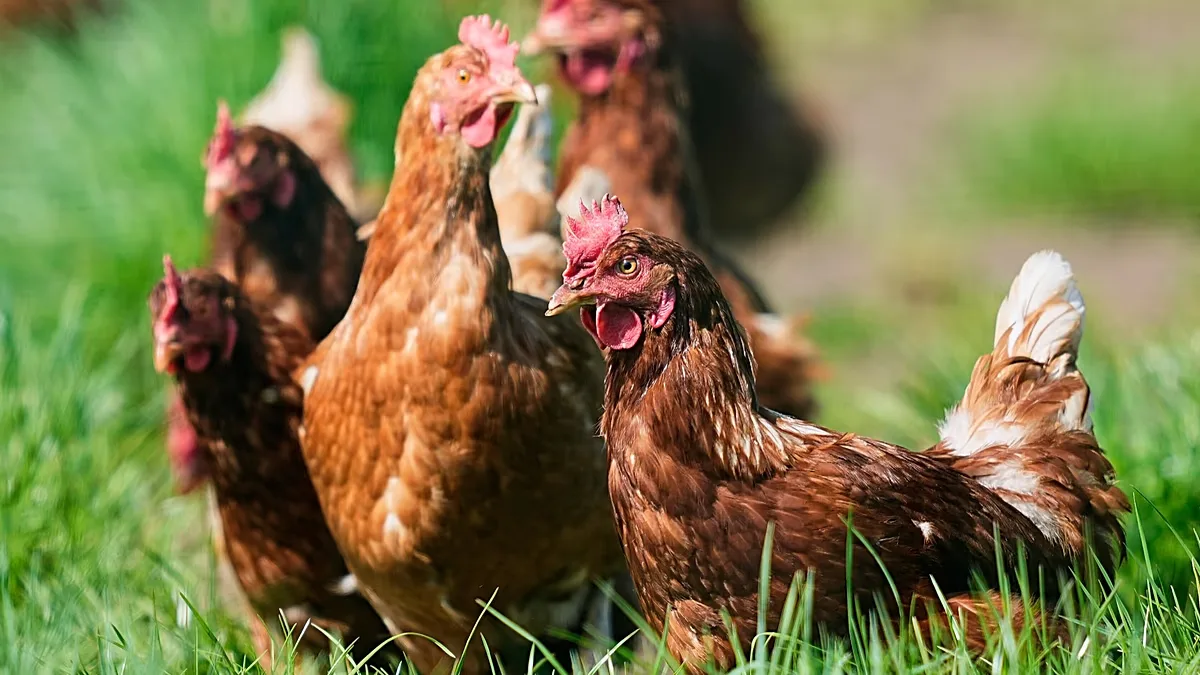 Decreto russo sobre registro de animais leva donos a filas com galinhas