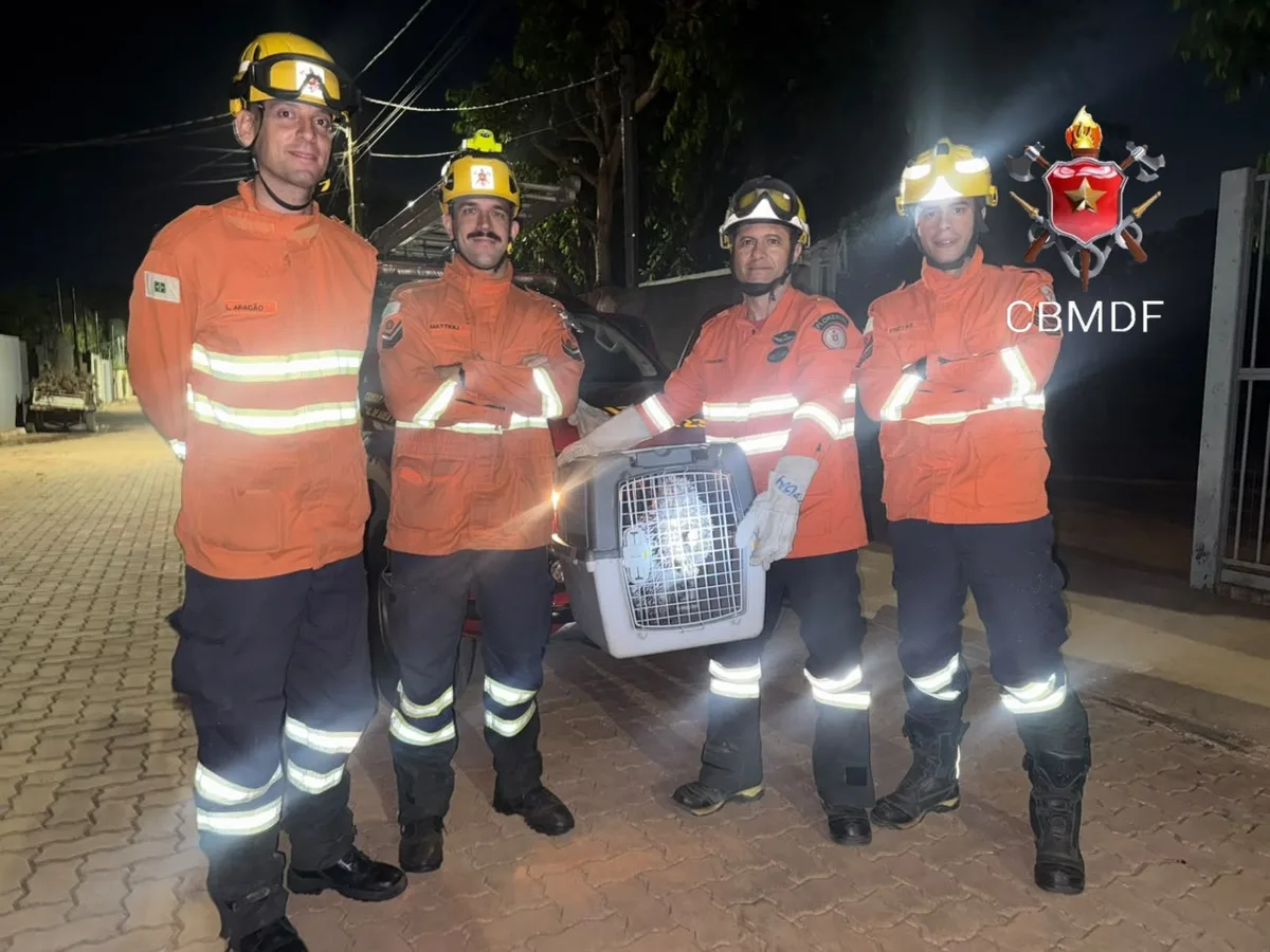 Porco-espinho levado a hospital de fauna após resgate no Distrito Federal