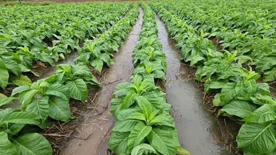 Chuva encharca lavouras e adia início da colheita de tabaco