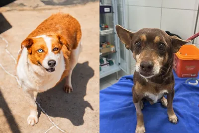 Feira em Linha Santa Cruz terá cães idosos para adoção