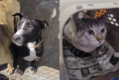 Santa Cruz promove feira com quatro animais para adoção