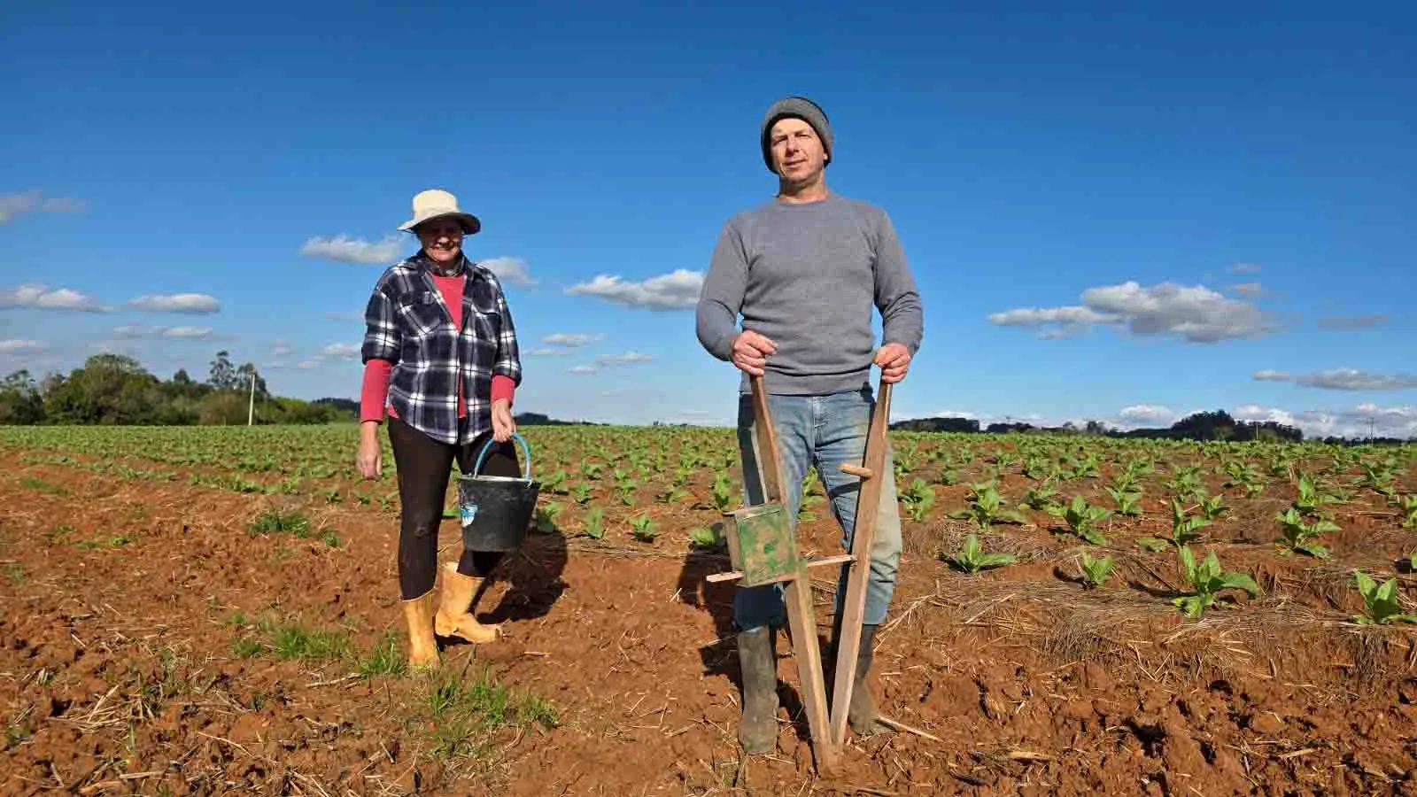 Frio e geada interrompem ritmo das lavouras de tabaco no Sul