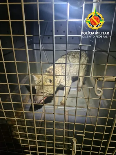 Cachorro-do-mato ferido é levado para avaliação veterinária em Brasília