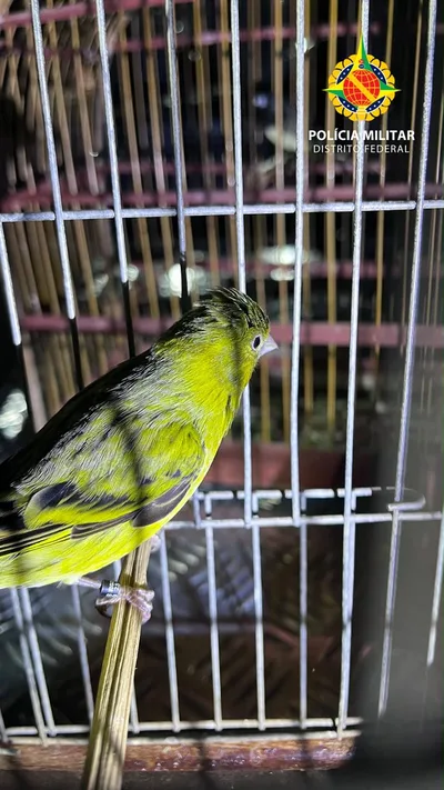 Fiscalização ambiental retira duas aves silvestres de cativeiro em Ceilândia