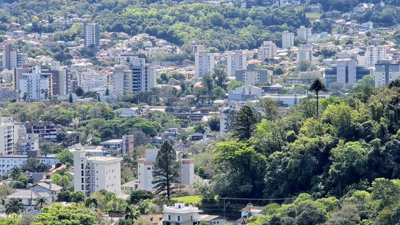 Câmara de Santa Cruz do Sul discute regras para arborização urbana