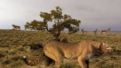 DNA aproxima felino extinto da América do Norte dos pumas