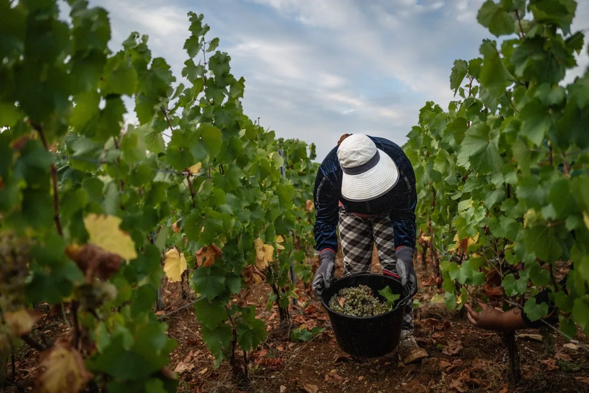 Produção de vinho da França cai ao menor nível desde 1957