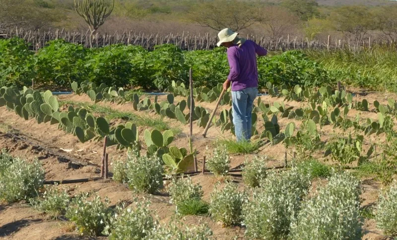 FPA pede ajustes na renegociação de dívidas dos produtores rurais