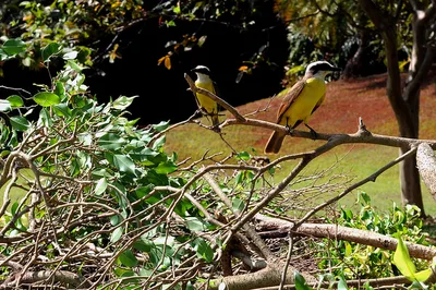 Cerrado reduz supressão no DF, mas enfrenta seca e pressão territorial